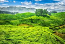 Top 9 Places To Visit In Ooty